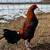Gallos pollos gamefowl rooster 3 thumbnail