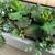 Beautiful large faux succulent arrangements in a modern planter 6 thumbnail