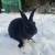 Rex Bunny 3 thumbnail