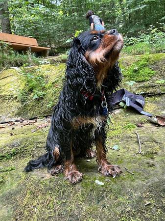 Cavalier King Charles spaniel63663774941057120