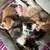 Rehoming Kittens 1 thumbnail