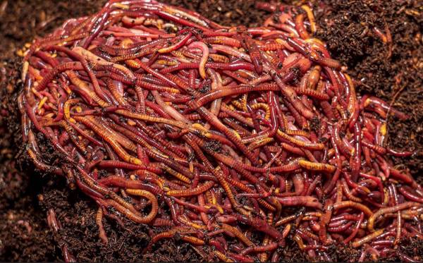 Worms for compost 1