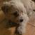 Looking new home for puppies. Hanford Ca 1 thumbnail