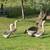 African geese 2 thumbnail
