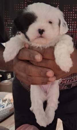 Tiny Shihtzu babies need homes 1