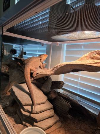 3 rare bearded dragons in 2 XL enclosures (Killeen)63839344758913121