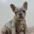 Merle French Bulldogs (females ) 3 thumbnail