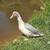 Muscovy Ducks 1 thumbnail