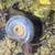 RAMSHORN SNAILS 10 thumbnail
