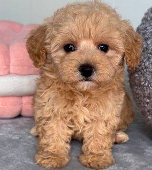 smalldog--------maltipoo puppy (702-62zero-0414)63483241910145120