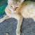 Free pregnant cats! 1 thumbnail