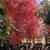 Trees, Shade! Chinese pistache 'KD' 14 thumbnail