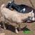 Nigerian Dwarf Buckling 2 thumbnail