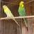 Pair of parakeets cage included $50 and $70 4 thumbnail