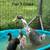 Ducks & Ducklings 4 thumbnail