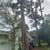 LICENSED TREE SERVICE-TREE TRIMMING-TREE REMOVAL-HEDGE REMOVAL-LAKE WORTH 13 thumbnail