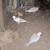 8  Ring- Neck Doves  Peach & Tan Very Tame. 4 thumbnail