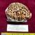 Seashells, Huge Tiger Cowries 4 thumbnail
