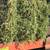 Alfalfa 2 string bales fourth cutting 2 thumbnail