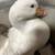 Sebastopol Goslings (Geese Babies) Male and Female 1 thumbnail