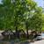 Tree services - tree removal -Bush hogging land clearing services 3 thumbnail