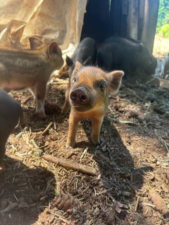 Piglets and Sows (Olympia)63942501622275123