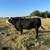 5 yr old BRAFORD/ANGUS BULL 1 thumbnail