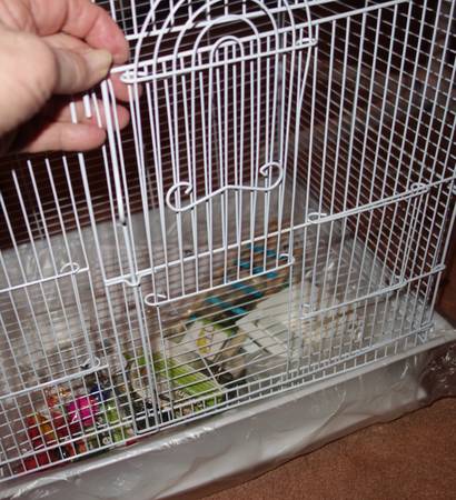 Penn-Plax Small Bird Starter Kit Square Style Bird Cage White 18"x14 (West Hartford)64026677762050124