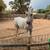 Horse for sale 3 thumbnail