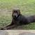 Free 1year old chocolate lab 3 thumbnail