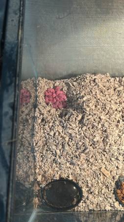 Pinkie rats 1