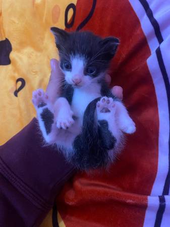 boy kittens for sale 1