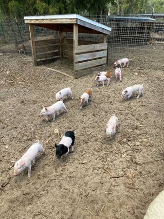Yorkshire/Hampshire Hereford piglets 1