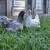 @JAY DENNIS 1 Blue Brahma pair 1 thumbnail