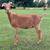 Weaned Kiko Goat Kids - Doelings & Bucklings - Pasco County FL 12 thumbnail