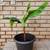 GARDEN TROPICS BANANA PLANT 3 thumbnail