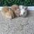 Rabbits 1 thumbnail