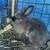 Young Flemish Giant & Lionhead Rabbits 11 thumbnail