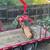Tree Service / yard maintenance / tree and shrub planting / feeding 5 thumbnail