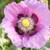 Beautiful Pink Pepperbox Poppy Seeds 3 thumbnail