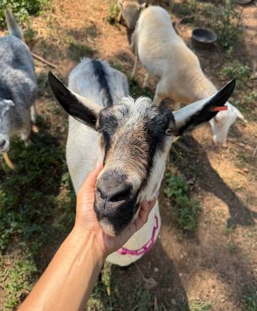 Alpine doe goat 1