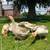 American Buff Geese 3 thumbnail