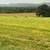 Round Bale Hay 5 thumbnail