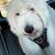 Furr Babies 2 girls rehoming 1 thumbnail