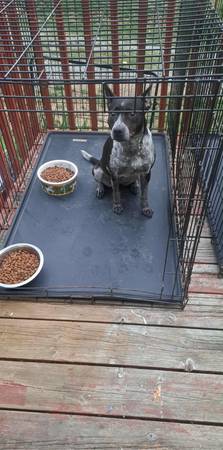 Mezclas de Heeler (Auburn)63874560896001120