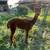 Female alpaca 7 thumbnail