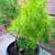 Last 2 Plants! Asparagus Fern 1gal. Houseplant Container Patio Garden 10 thumbnail