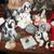Beautiful Shih Tzu /dog Statue Collection 5 thumbnail