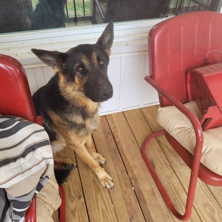 2 year old German shepherd male 1