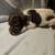 Tiny pups 2 thumbnail